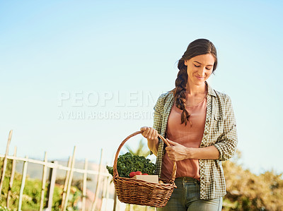 Buy stock photo Shot of a happy young farmer harvesting herbs and vegetables in a basket on her farm