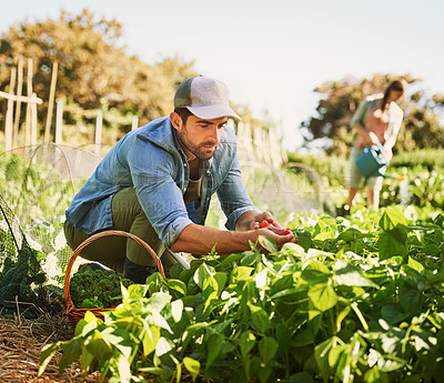 Buy stock photo Shot of two happy young farmers harvesting herbs and vegetables together on their farm