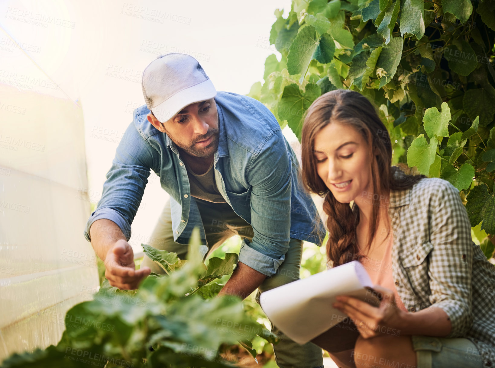 Buy stock photo Agriculture, farmer and couple on paper for plant growth or harvest vegetables in nature. Man, woman and work at garden farm together on document for agro, discussion or food production at greenhouse