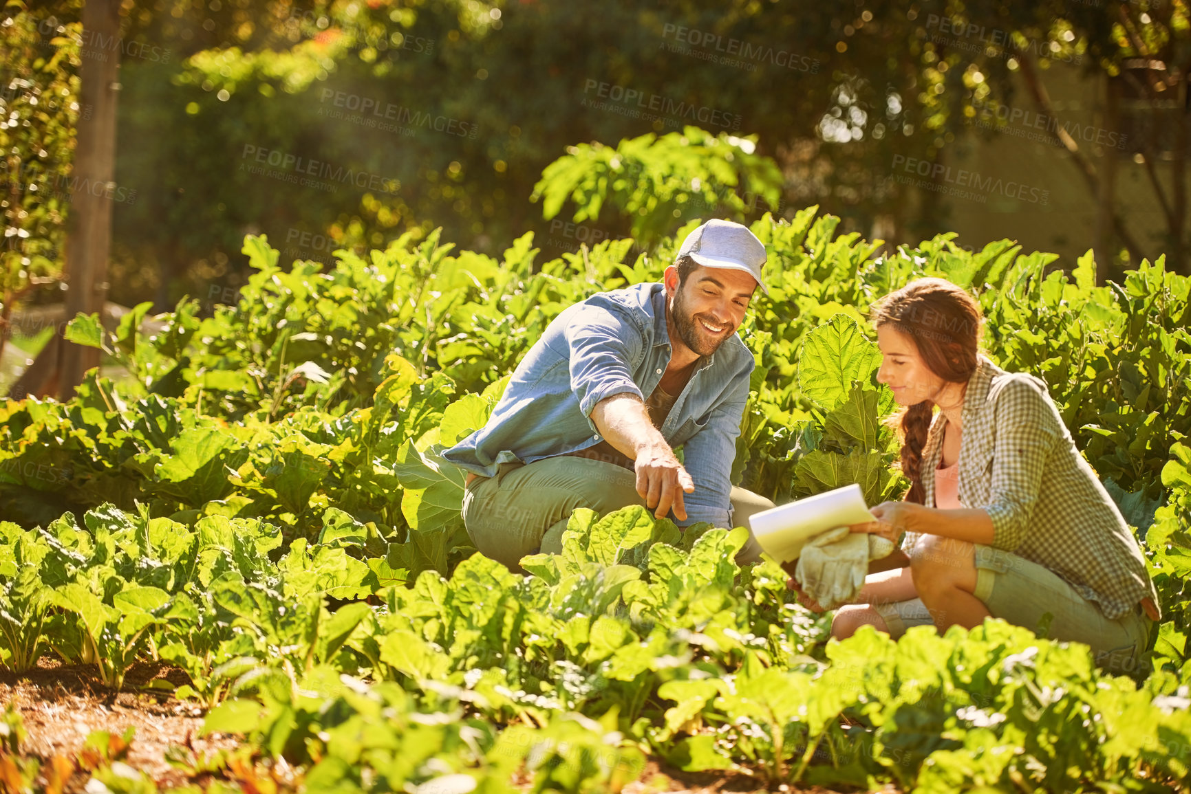 Buy stock photo Gardening, farm and couple with plant for inspection, check growth and harvesting crops. Agriculture, countryside and man and woman in vegetable garden for sustainable, organic and natural food