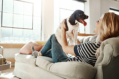 Buy stock photo Dog, playing or happy woman in lounge to relax on living room sofa in house, home or apartment. English spaniel puppy, lifting or person with love, wellness or support for bonding with fun pet animal