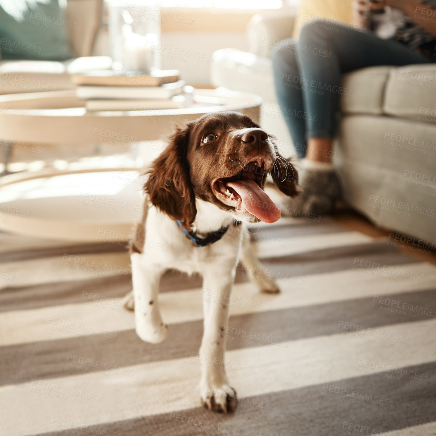 Buy stock photo Shot of an adorable dog in the living room at home