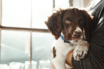 Buy stock photo Dog, portrait and animal with love relax at house from adoption, new home and care in arms of owner support. Pet puppy, healthy and loyalty with attention, wellness or calm for trust of person