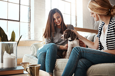 Buy stock photo Woman, dog love and friends on sofa in living room for calm, relax peace and quality time. Puppy, happiness lifestyle and animal care with female owners together for pets support on couch in home