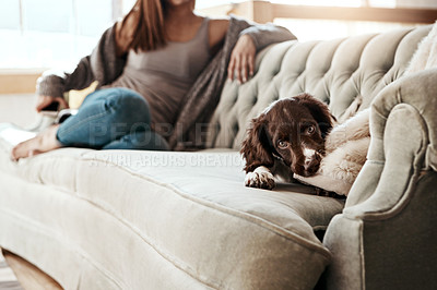 Buy stock photo adorable dog, lying and relaxing on sofa in the living room with owner feeling bored at home. Happy brown pet, animal or puppy with fur, cute and innocent eyes in relax on the lounge couch indoors