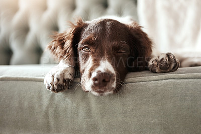 Buy stock photo Dog, portrait and sleepy on sofa with relax in living room for nap with cozy, resting and tired in house. Pet, exhausted and fatigue from playing or waiting with English Springer Spaniel face