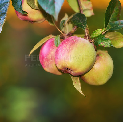 Buy stock photo Copyspace with apples growing on a tree branch in a sustainable orchard on a sunny day outdoors. Ripe and juicy fruit cultivated for harvest. Fresh and organic produce growing in a scenic landscape