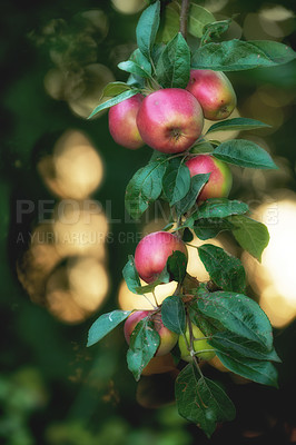 Buy stock photo Red apples growing on tree branch with green leaves in a sustainable orchard on a sunny day outside with copyspace. Ripe and delicious sweet fruit cultivated in nature to produce seasonal fresh crops