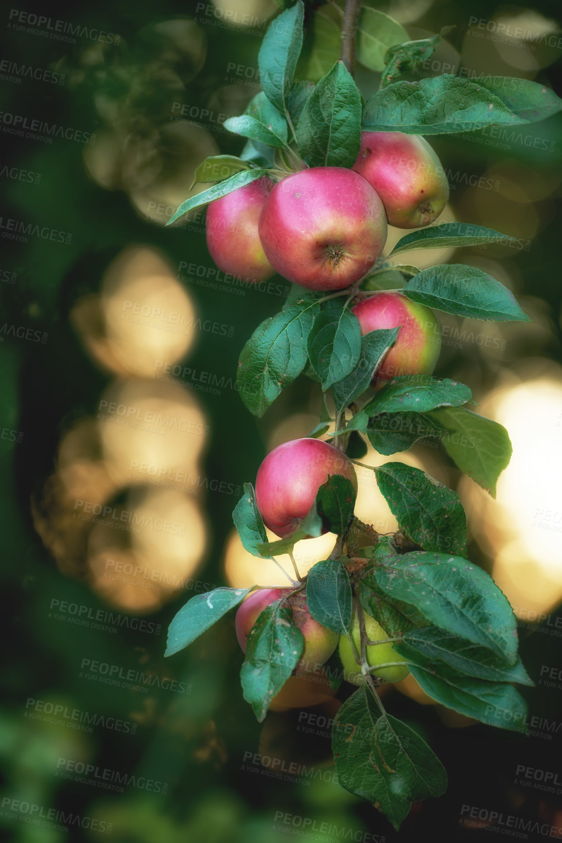 Buy stock photo Red apples growing on tree branch with green leaves in a sustainable orchard on a sunny day outside with copyspace. Ripe and delicious sweet fruit cultivated in nature to produce seasonal fresh crops