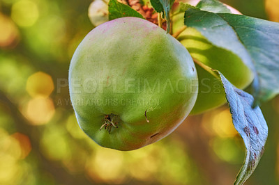 Buy stock photo Closeup of green apples growing on a tree in a sustainable orchard on a sunny day outdoors with copyspace. Fresh fruit ripening for harvest on a field. Nutritious organic produce cultivated in nature