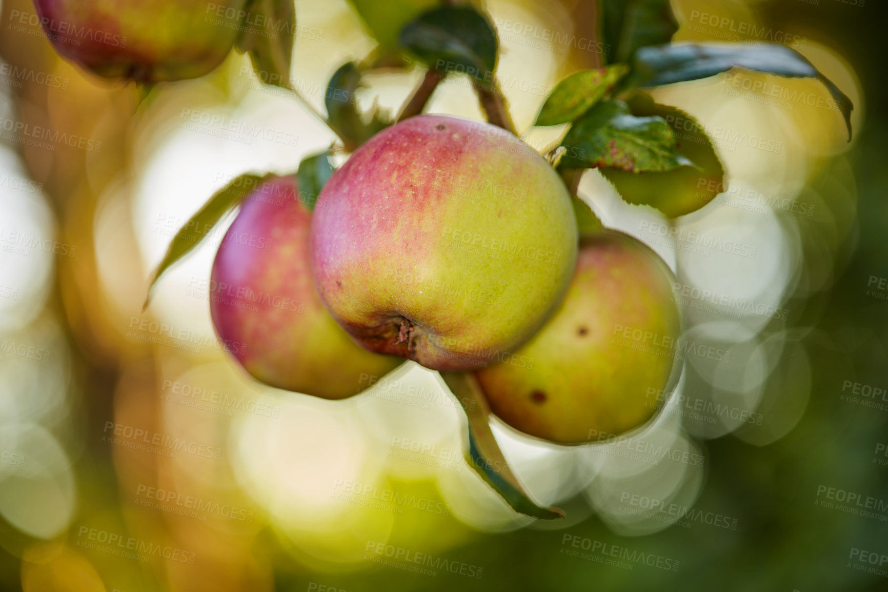 Buy stock photo Closeup of apples growing on a tree in an orchard farm with copyspace. Delicious ripe fruit ready to pick for harvest on a field. Pure organic produce being cultivated in a natural environment