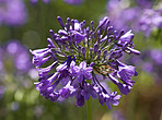 Beautiful flowers from my garden