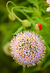 Beautiful flowers from my garden