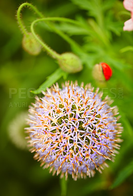 Buy stock photo Garden, flower and globe thistle in nature for growth, natural and herbal benefit in environment. Outdoor, plant and blooming with Echinops in summer for sustainable, ecology and alternative medicine