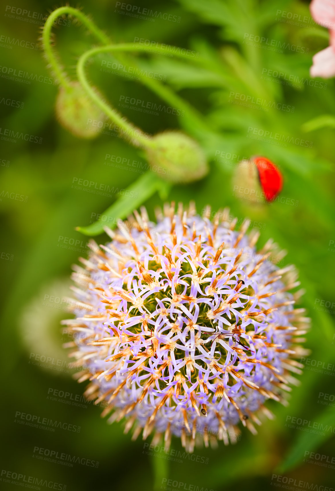 Buy stock photo Garden, flower and globe thistle in nature for growth, natural and herbal benefit in environment. Outdoor, plant and blooming with Echinops in summer for sustainable, ecology and alternative medicine