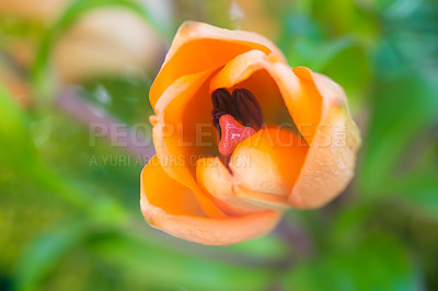 Buy stock photo Orange tulip flower, bush and garden in summer for growth, color and development for leaves in backyard. Nature, shrubs and blossom in spring, outdoor and bloom with foliage in the Netherlands