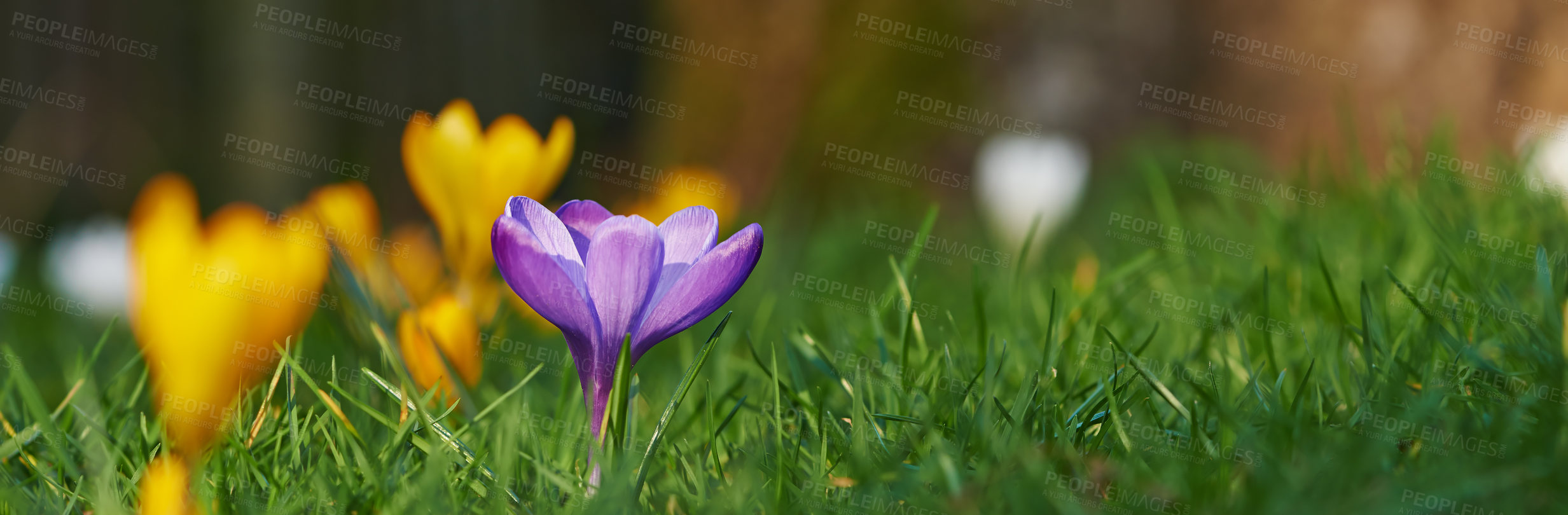 Buy stock photo Violet crocus flower, bush and garden in summer for growth, color and development for leaves in backyard. Nature, shrubs and blossom on banner in spring, outdoor and bloom with foliage in New Zealand