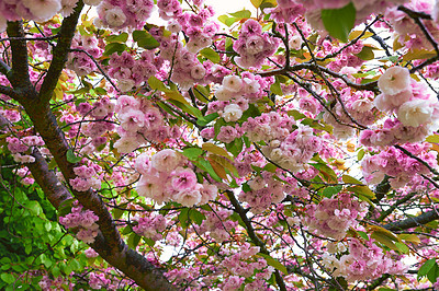 Buy stock photo A series of beautiful garden photos