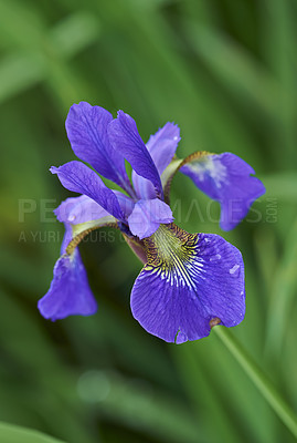 Buy stock photo A series of beautiful garden photos