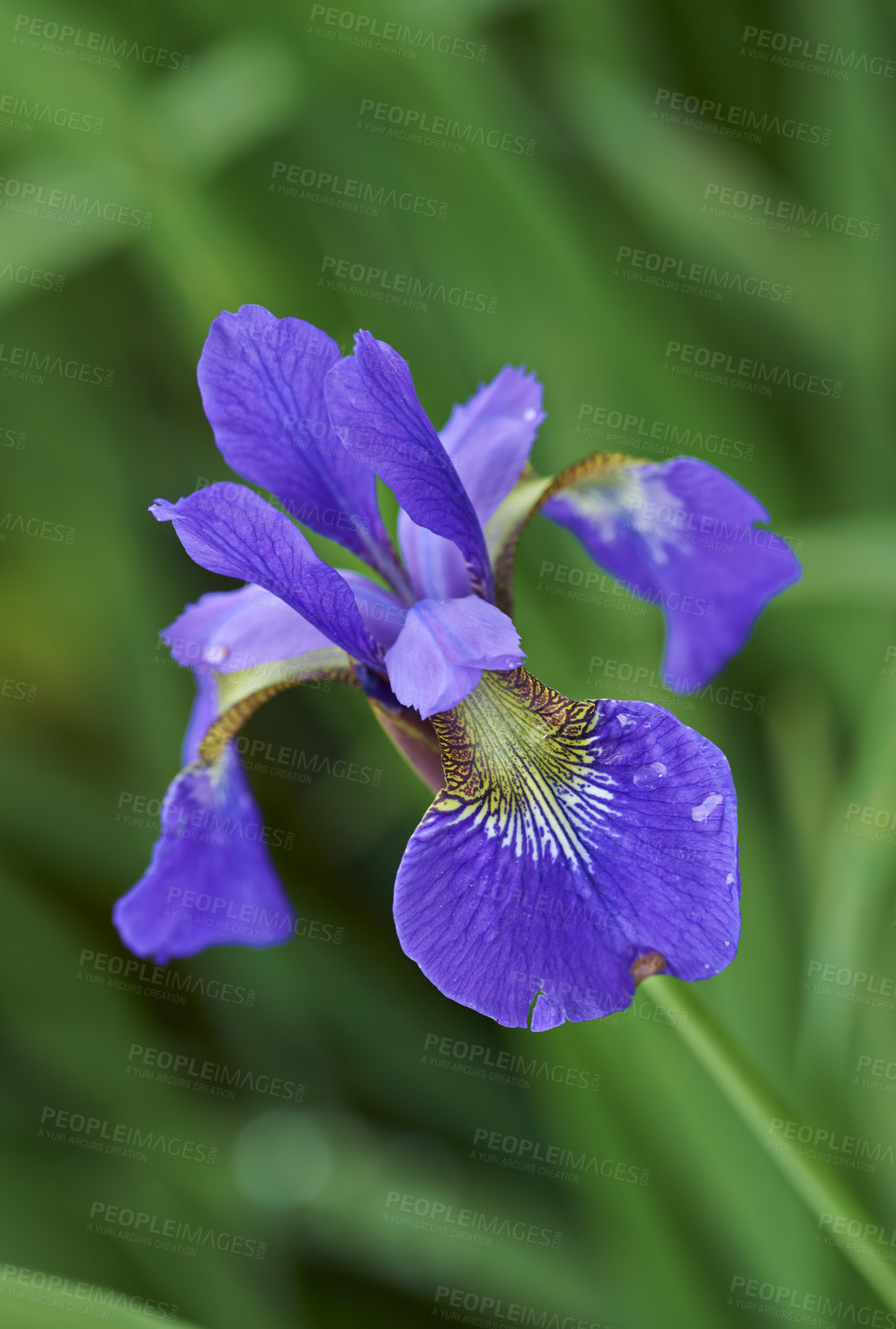 Buy stock photo A series of beautiful garden photos