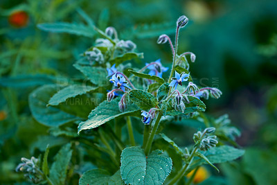 Buy stock photo A series of beautiful garden photos