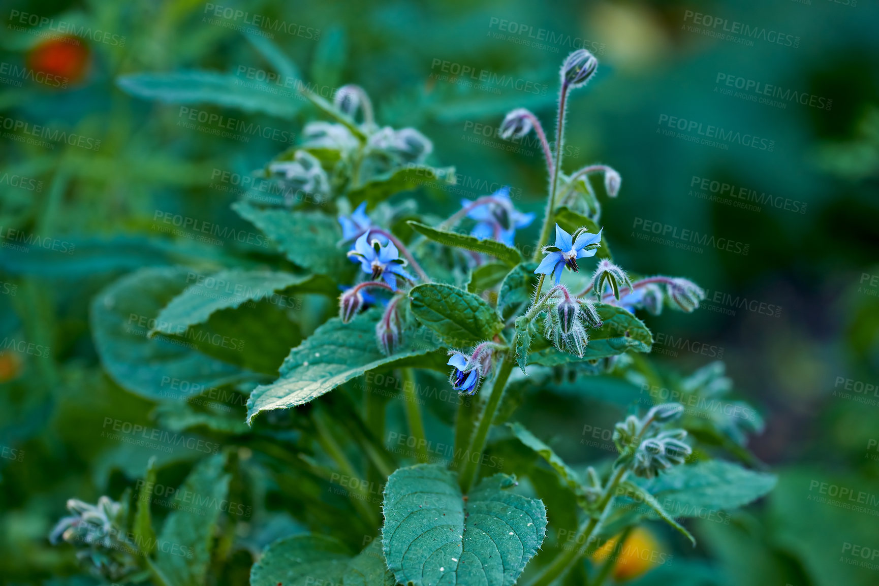 Buy stock photo A series of beautiful garden photos