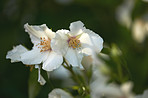 Beautiful flowers from my garden