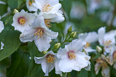 Buy stock photo A series of beautiful garden photos