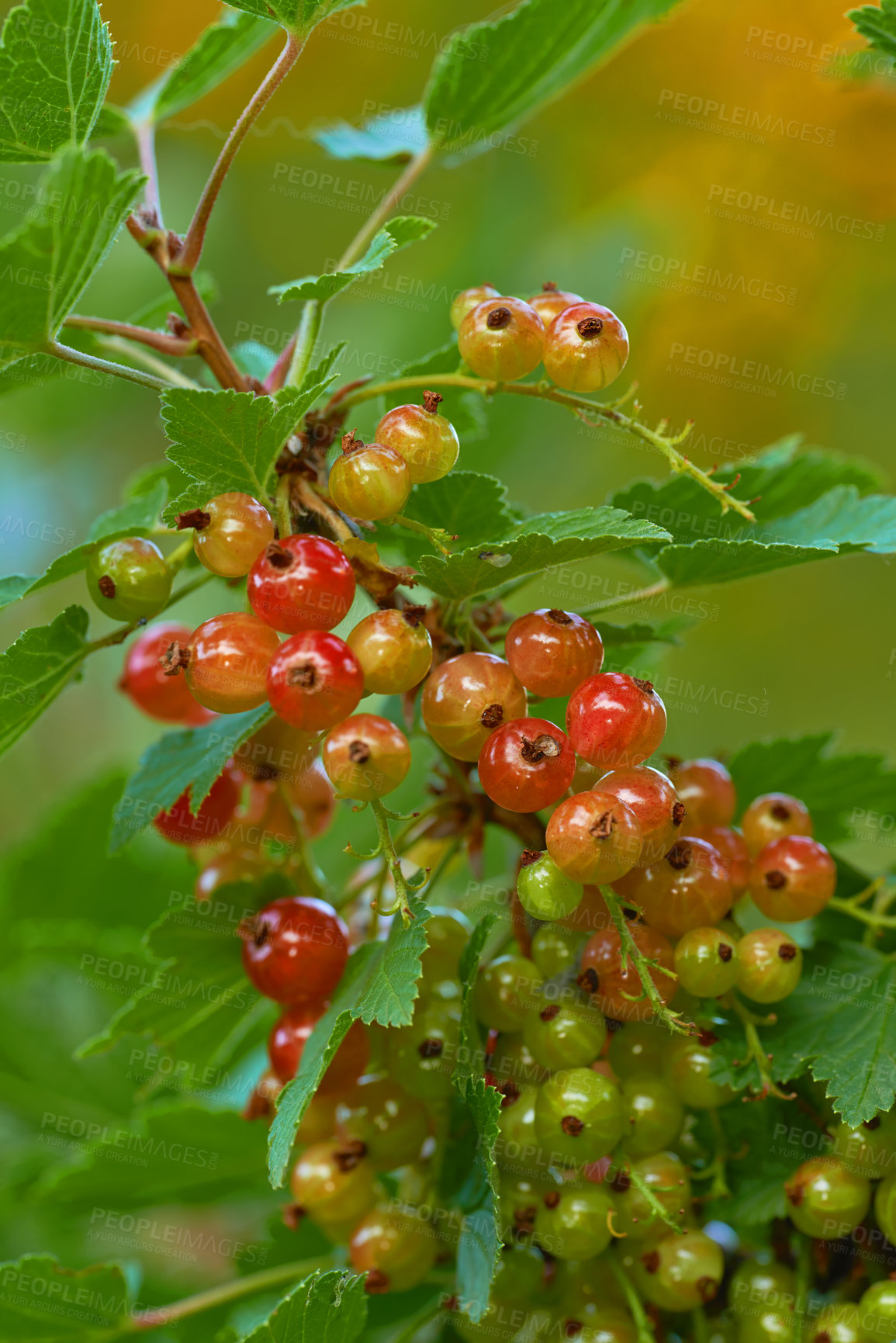 Buy stock photo European gooseberry, plant and outdoor for fruit production, farming or agriculture with sustainability. Leaves, berries and foliage with tree, shrub and vegetation with organic food in Portugal