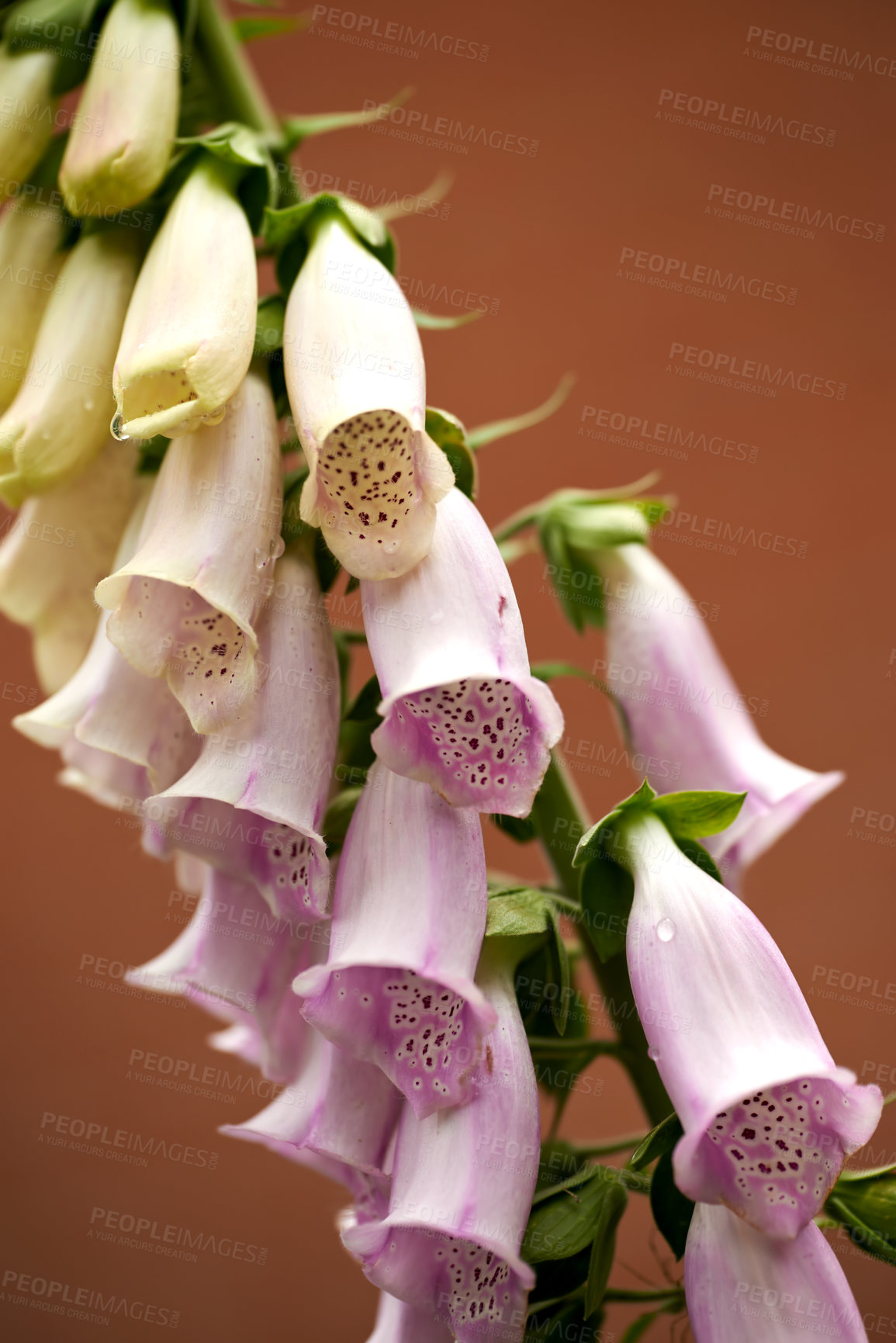 Buy stock photo Lady glove flowers, bush and garden in summer with growth, color and leaves on ground in backyard. Nature, shrubs and bell blossom in spring, outdoor and bloom with foliage with sunshine in India