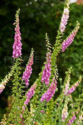 Buy stock photo A series of beautiful garden photos