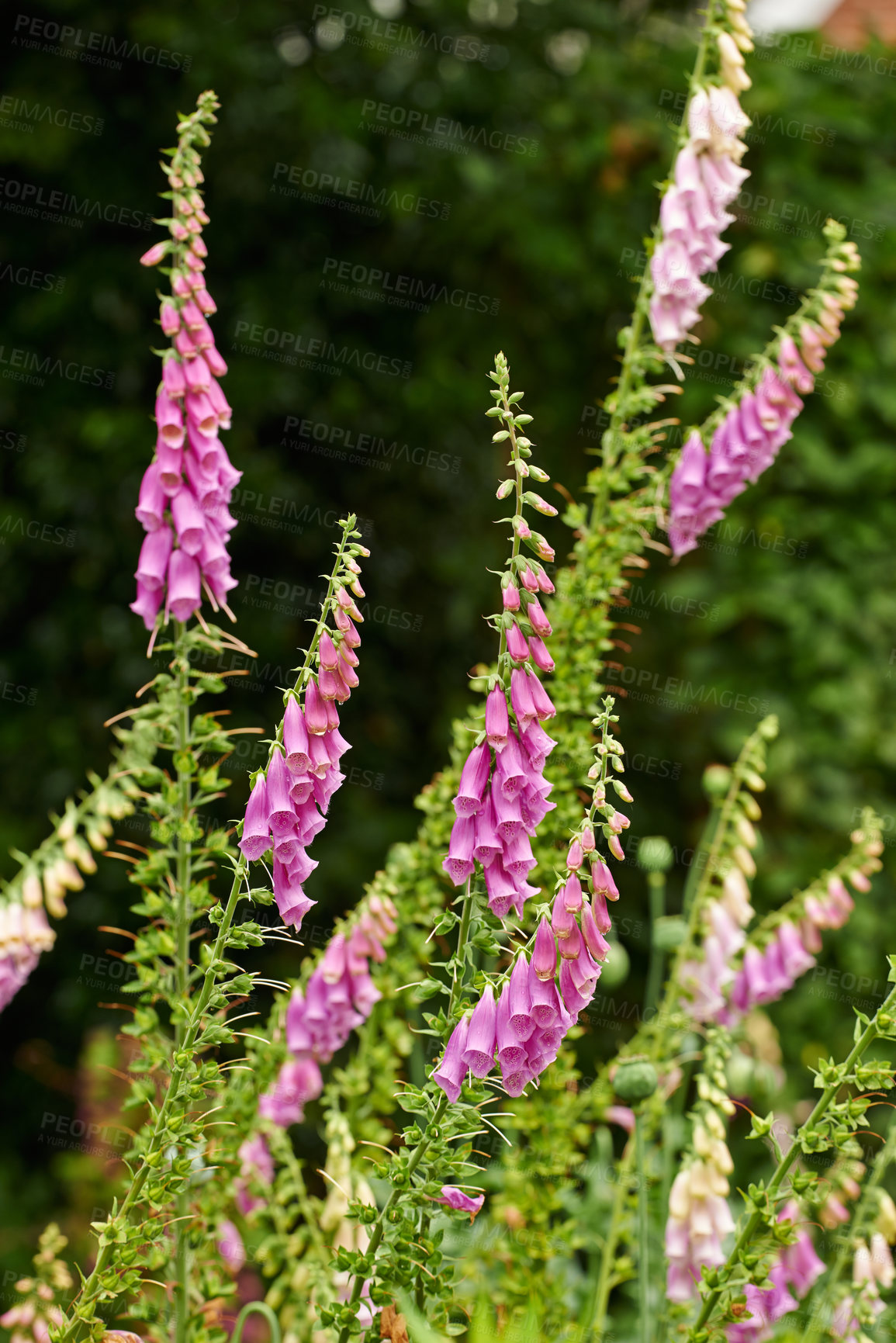 Buy stock photo A series of beautiful garden photos