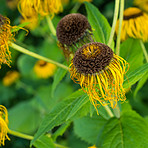 Beautiful flowers from my garden