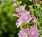 Beautiful flowers from my garden