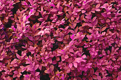 Buy stock photo A series of beautiful garden photos