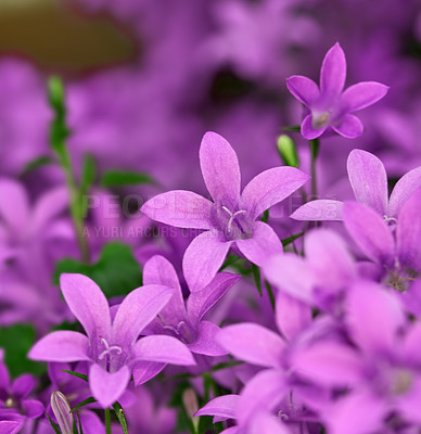 Buy stock photo A series of beautiful garden photos