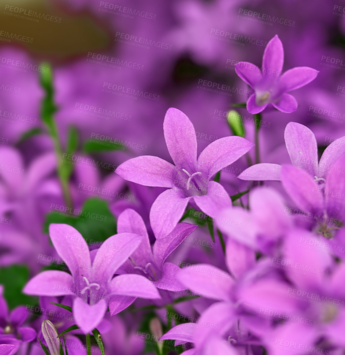 Buy stock photo A series of beautiful garden photos