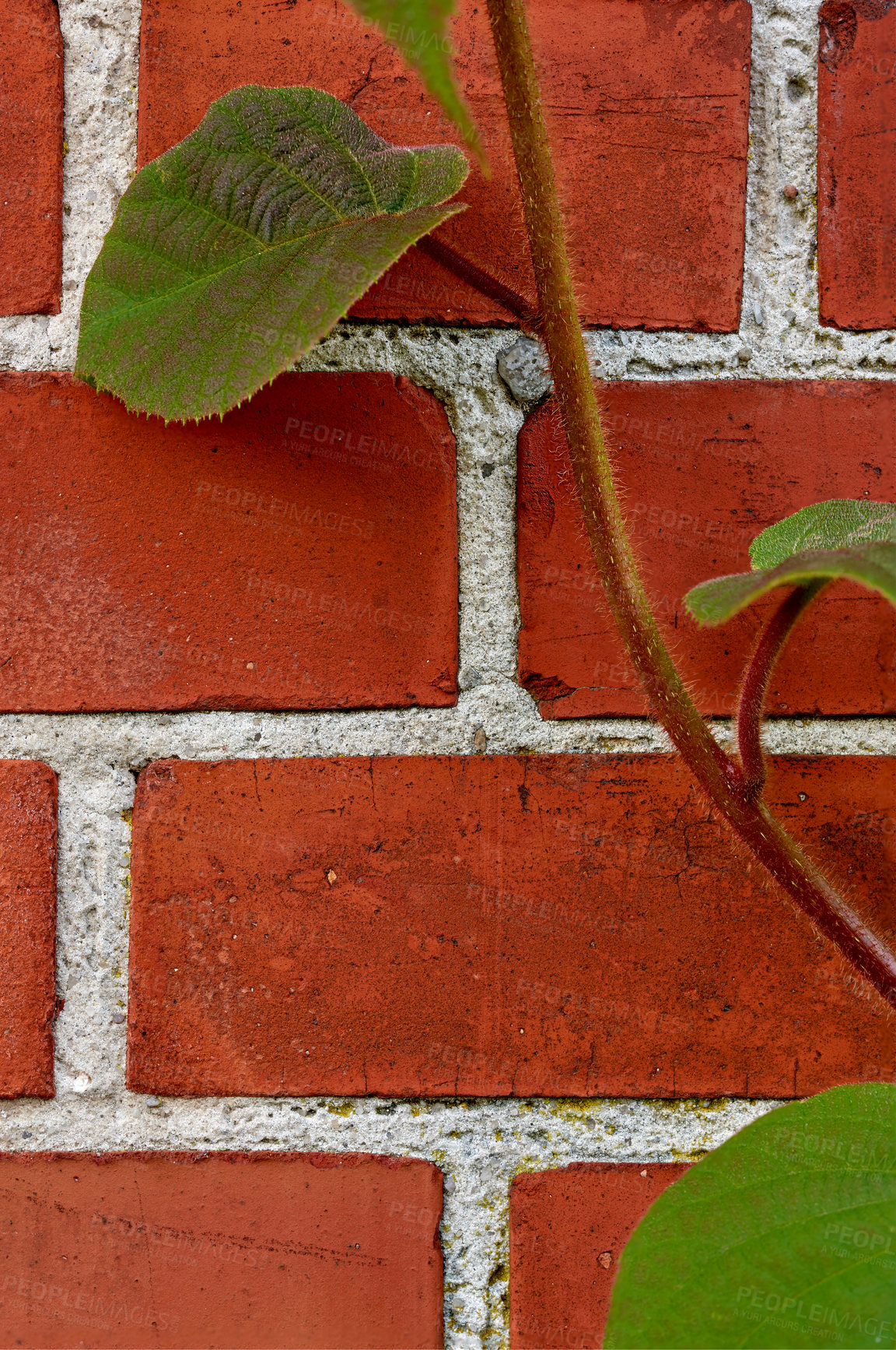 Buy stock photo A series of beautiful garden photos