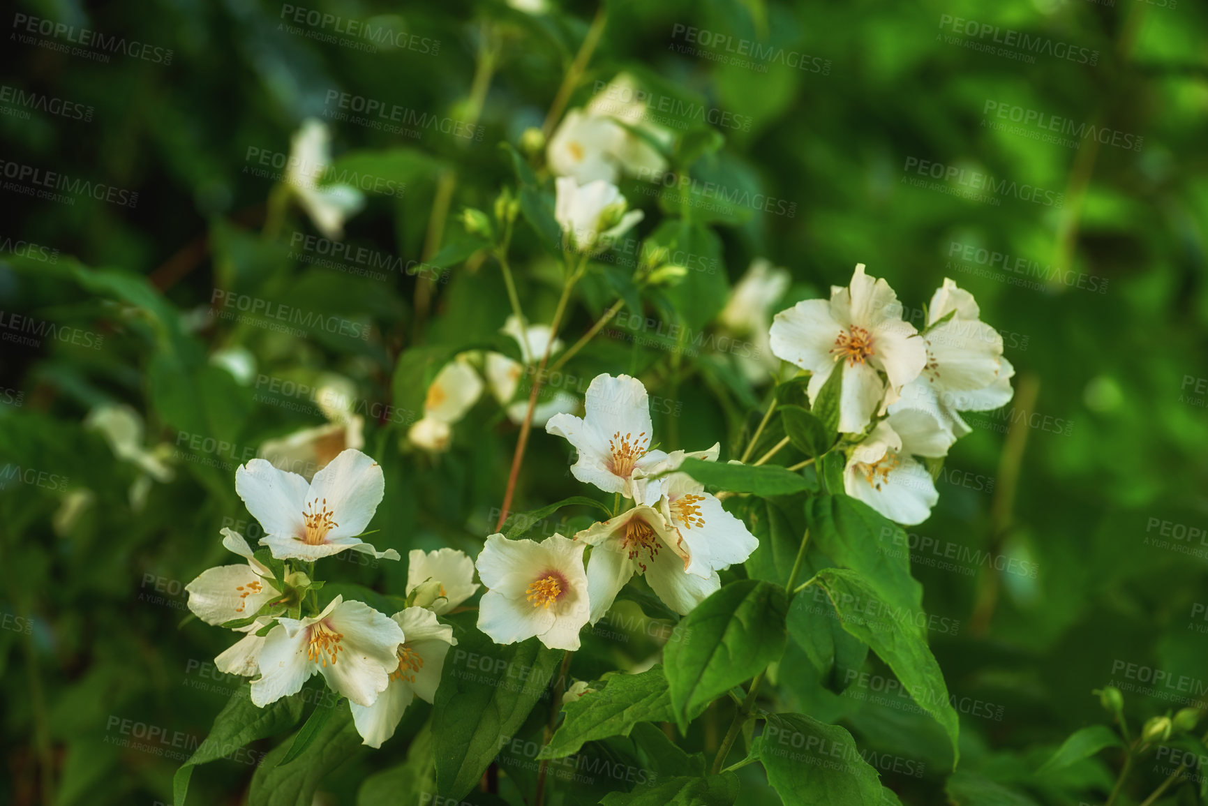 Buy stock photo A series of beautiful garden photos