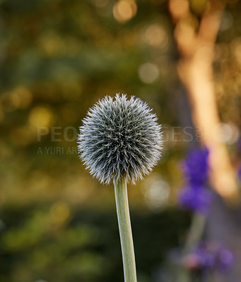 Buy stock photo Closeup, flower and globe thistle in nature for growth, natural and herbal benefit in environment. Bokeh, plant and blooming with Echinops in summer for sustainable, ecology and alternative medicine