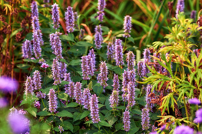 Buy stock photo A series of beautiful garden photos