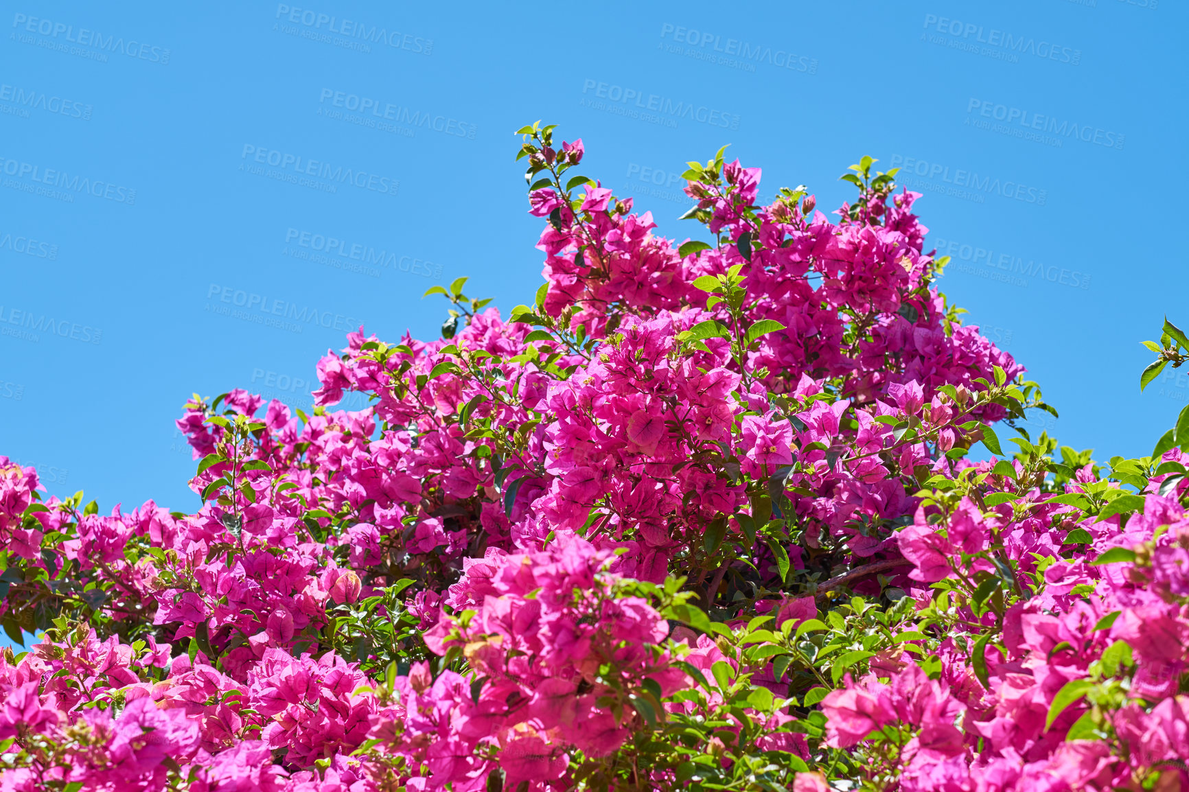 Buy stock photo Environment, blue sky and flowers in tree for nature and sustainability, ecology and botany. Growth, spring season and park reserve with garden in countryside for blossom, foliage and plant low angle