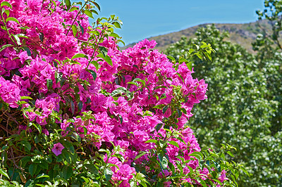 Buy stock photo A series of beautiful garden photos