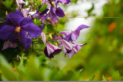 Buy stock photo Gardening, purple flower and nature in a garden or outdoor park in spring with lawn landscape. Natural, field and flowers with mockup, blossom growth and meadow background in the countryside