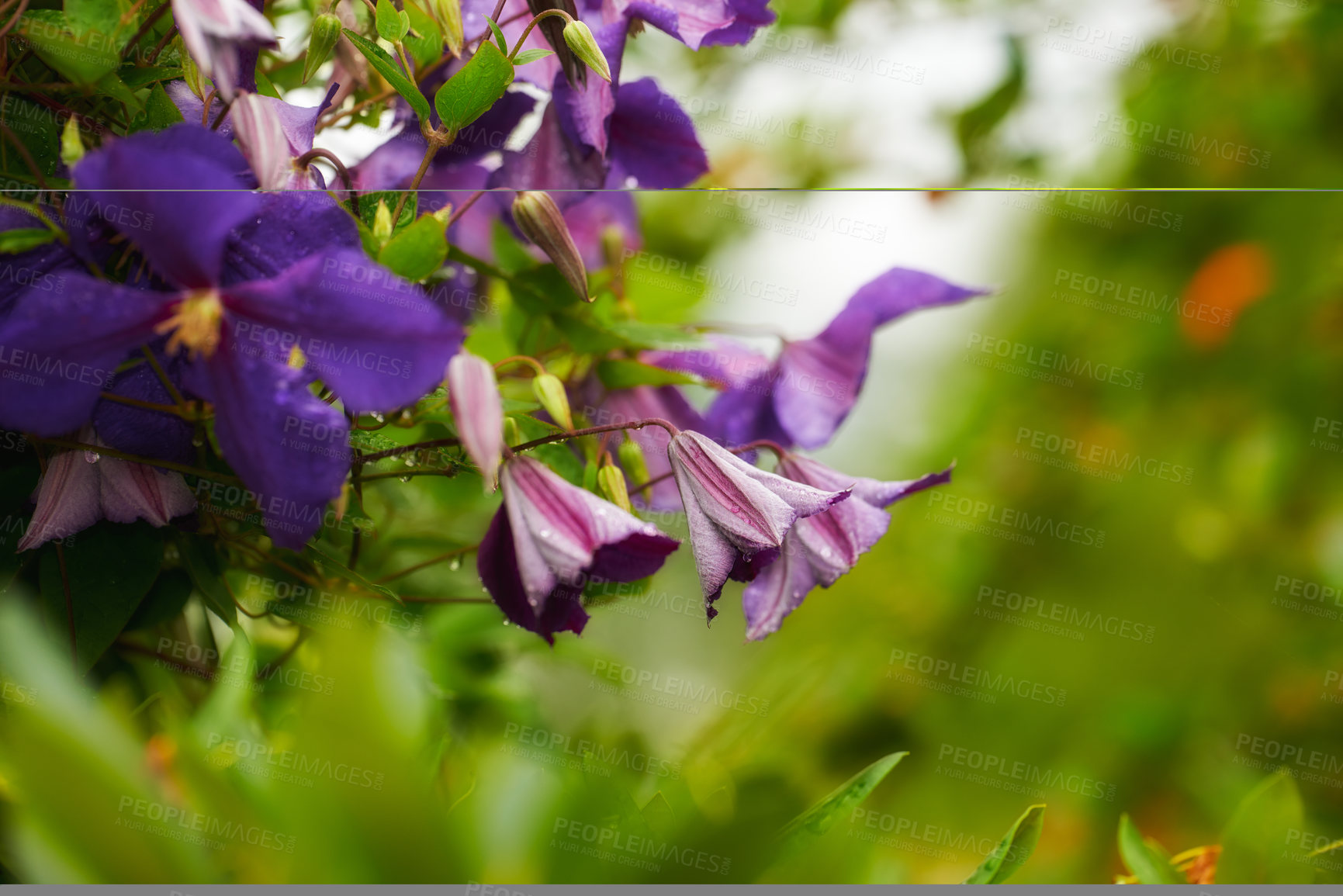 Buy stock photo Gardening, purple flower and nature in a garden or outdoor park in spring with lawn landscape. Natural, field and flowers with mockup, blossom growth and meadow background in the countryside