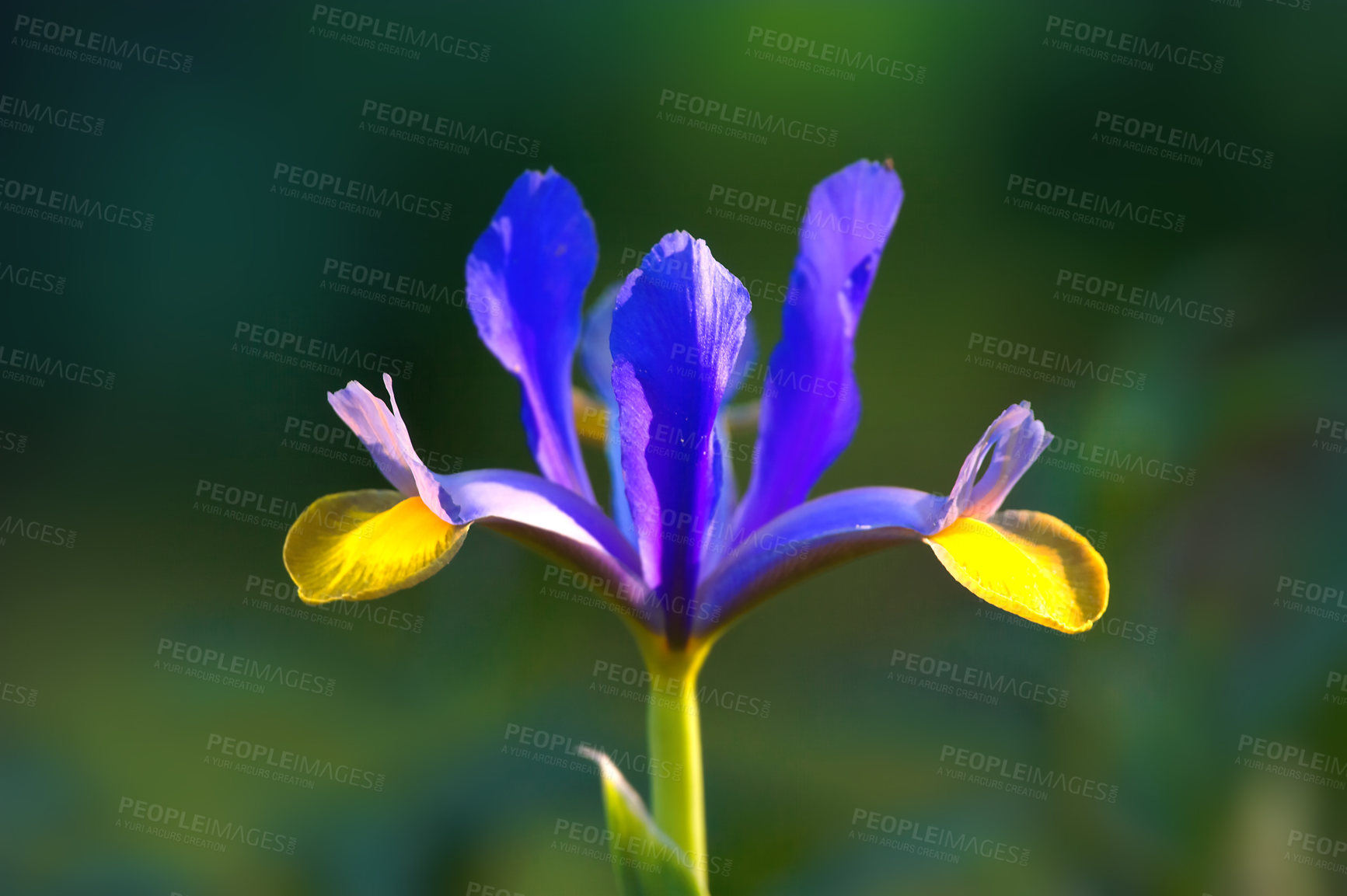 Buy stock photo Closeup of iris x holllandica growing in home garden, isolated with bokeh copy space background. Macro view of blossoming, blooming Dutch iris in backyard or remote meadow. Gardening passion, hobby