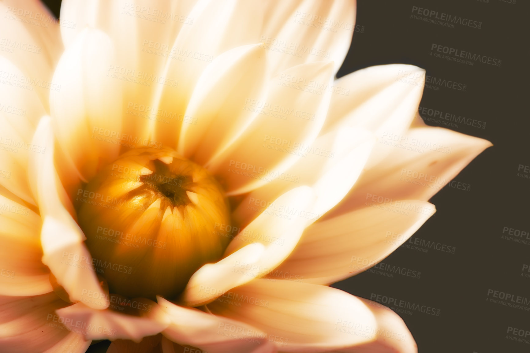 Buy stock photo Close-up of an off-white/yellow flower. Blooming sunflower on a  background. A creative view of a blossoming flower with a warm effect. In a brown isolated background. Macro photography of flower.