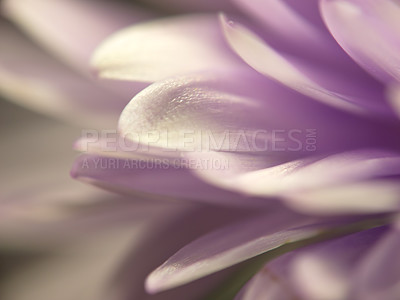 Buy stock photo Closeup of a purple Chrysanthemum flower petals. Background of a delicate seasonal bloom with sunlight. Cultivated lilac blossom for ethereal nature view. Flowering plant wallpaper for copy space