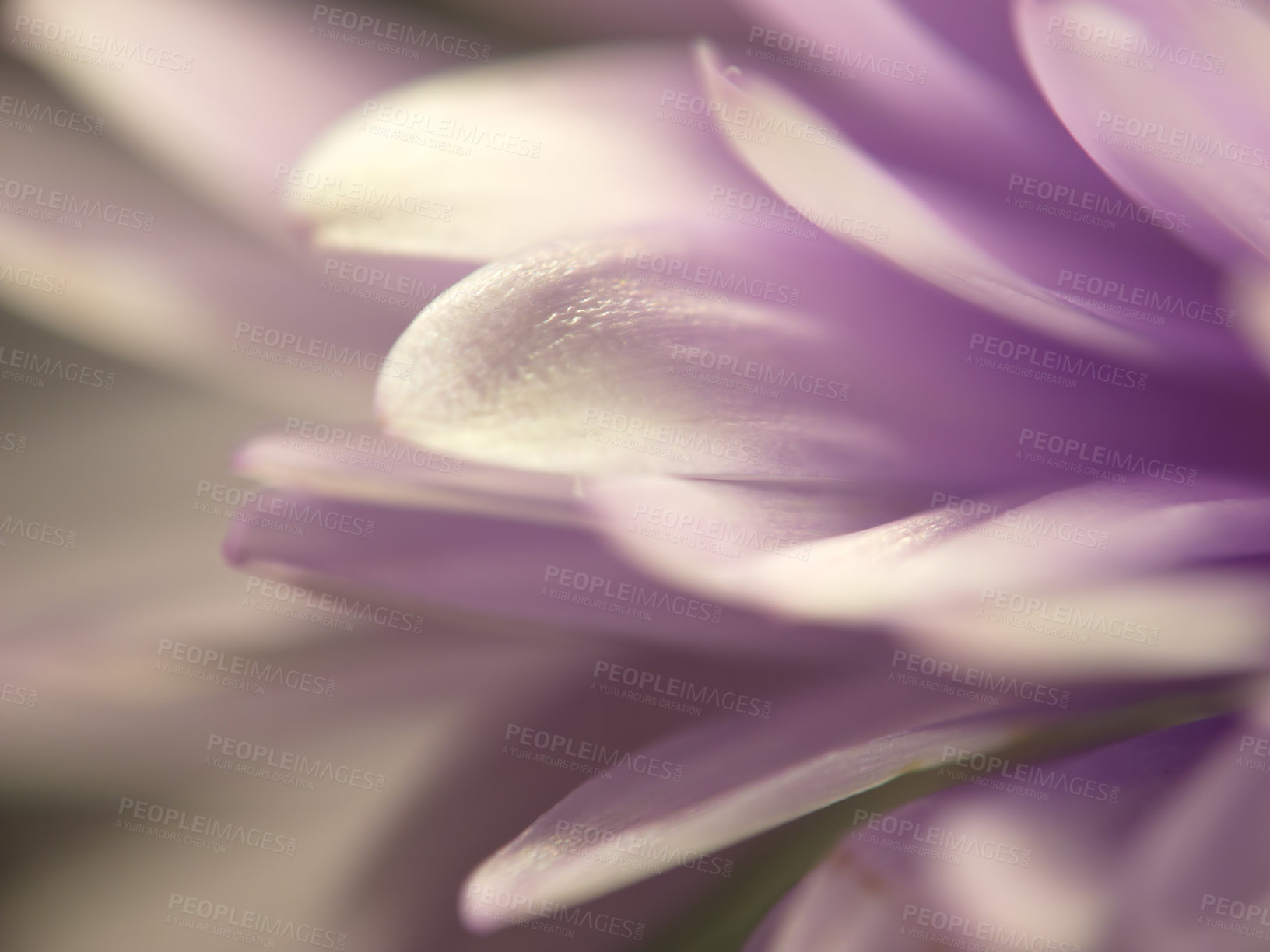 Buy stock photo Closeup of a purple Chrysanthemum flower petals. Background of a delicate seasonal bloom with sunlight. Cultivated lilac blossom for ethereal nature view. Flowering plant wallpaper for copy space