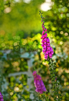 Buy stock photo A closeup of a Lady's glove (Fox glove) in the forest on a blurred background. Pretty pink foxglove flowers in bloom, with a soft, blurred green garden background for copy space. 